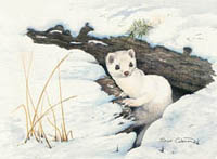 Winter Retreat